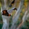 Kalon australsky - Pteropus poliocephalus - Gray-headed Flying Fox 0802